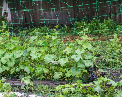 shutterstock_1028693746 (1)